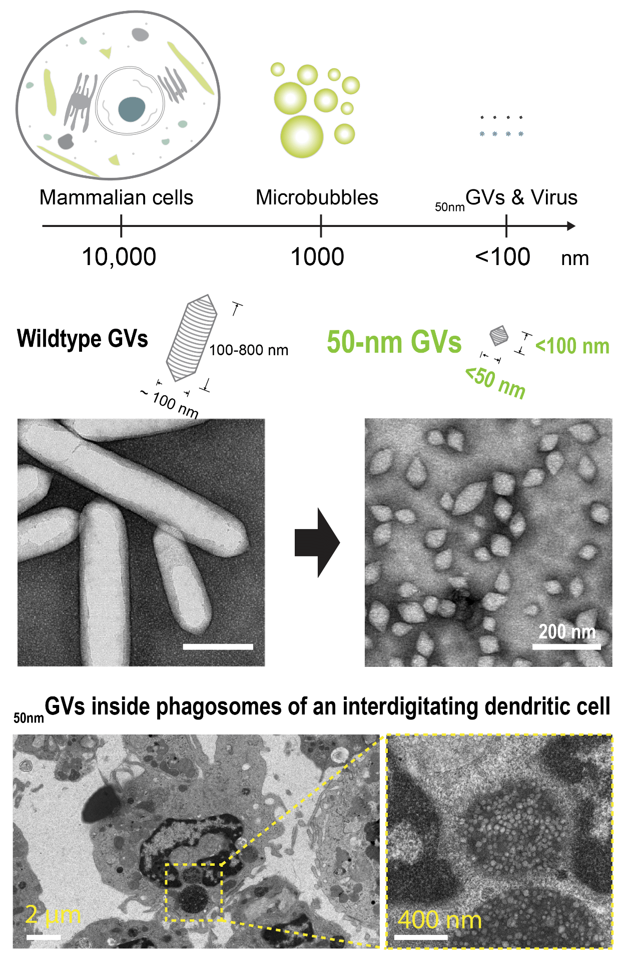 Virus-size ultrasmall bubbles